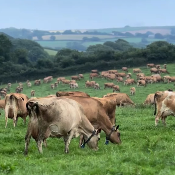 🏆150 Vacas Jersey ou R$ 980.000,00 no P!!!X 💰